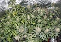 Pao solinski 'plantežer'