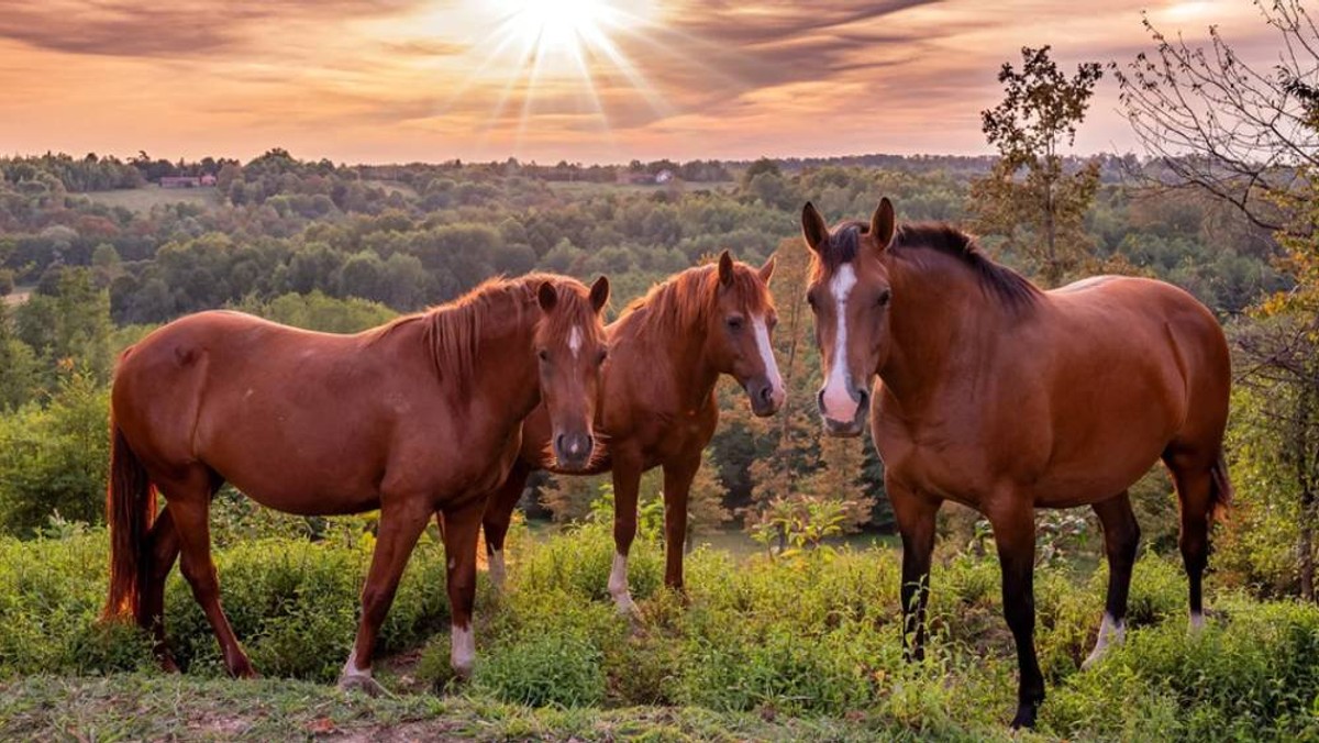 Vino opušta, priroda smiruje a djetinjstvo zove: Doživljaj više čeka vas u Bjelovarsko-bilogorskoj županiji