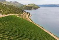 U Primoštenu će se održati tečaj kako primjenjivati dronove u vinogradarstvu