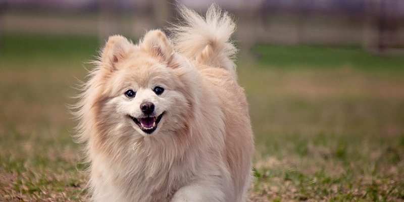 NE IZLAZE IZ MODE: 20 najpopularnijih imena za pse