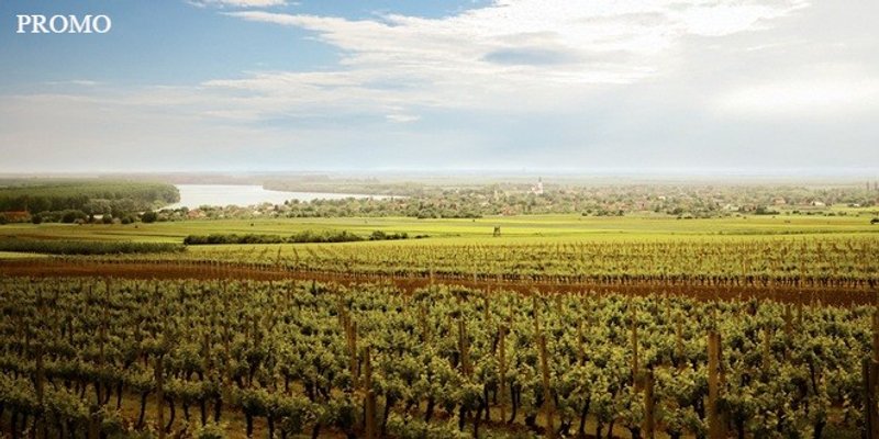 Royal Hill piše novu slavonsku vinsku priču