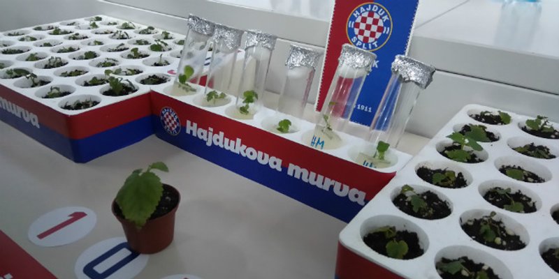 Hajdukova murva živjet će vječno!