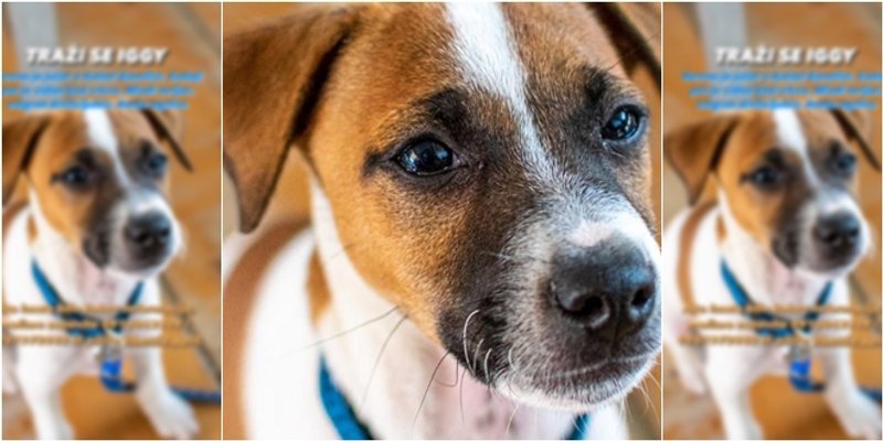 JESTE LI GA VIDJELI? U Kaštelima nestao pas Iggy