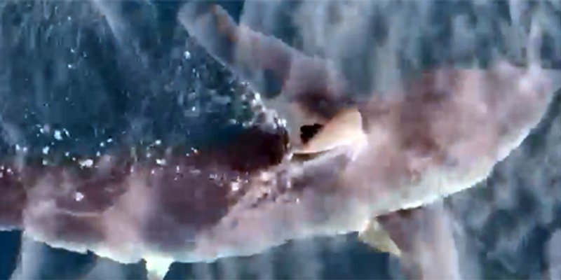 VIDEO Pogledajte snimku morskog psa kod Makarske