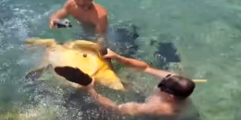 Policija traga za muškarcima koji su maltretirali glavatu želvu u plićaku