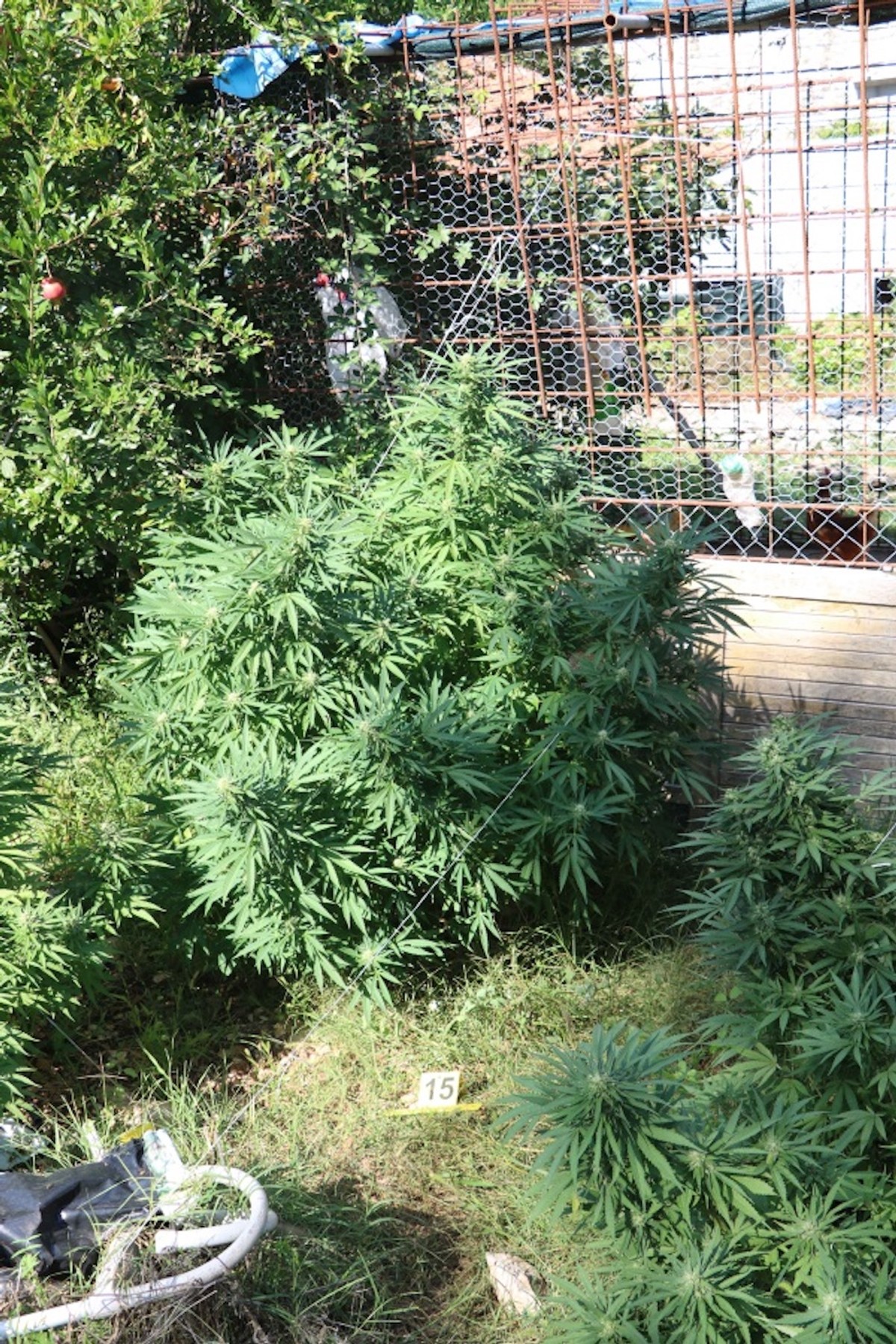 VEĆ SU GA PRIJAVLJIVALI Zasadio plantažu marihuane ispred kuće