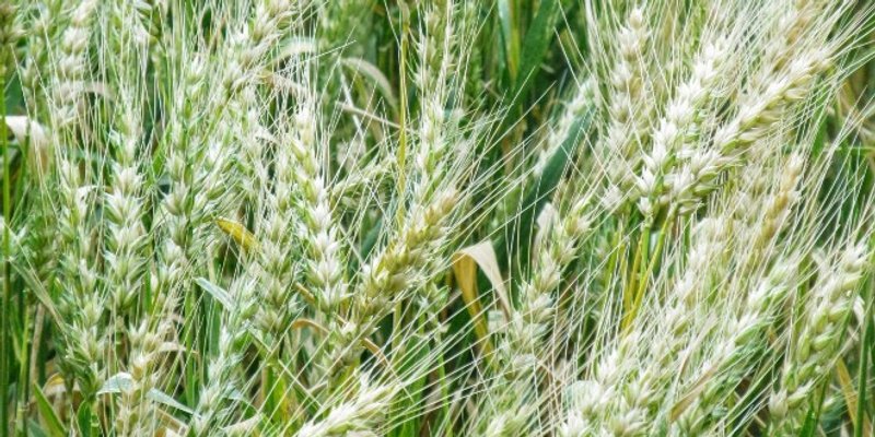 Bayer mora platiti 11 milijardi odštete zbog herbicida koji izaziva rak