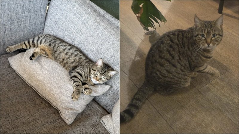 Nestanak pitome mace uznemirio Kaštelane: Traže se informacije o Mileni