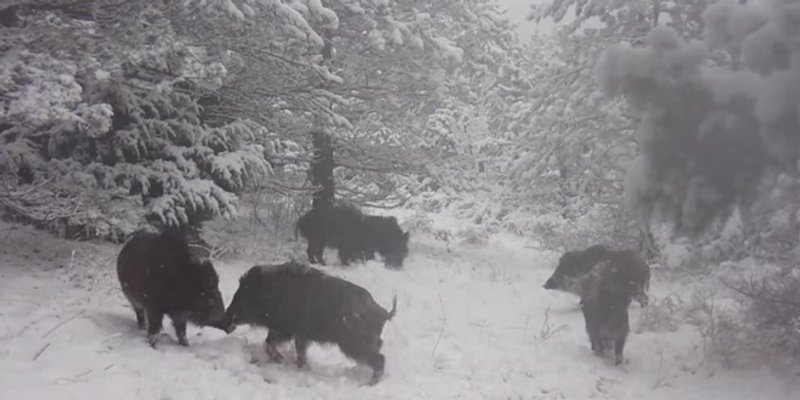VIDEO Kuda idu divlje svinje? Na Paklenicu!
