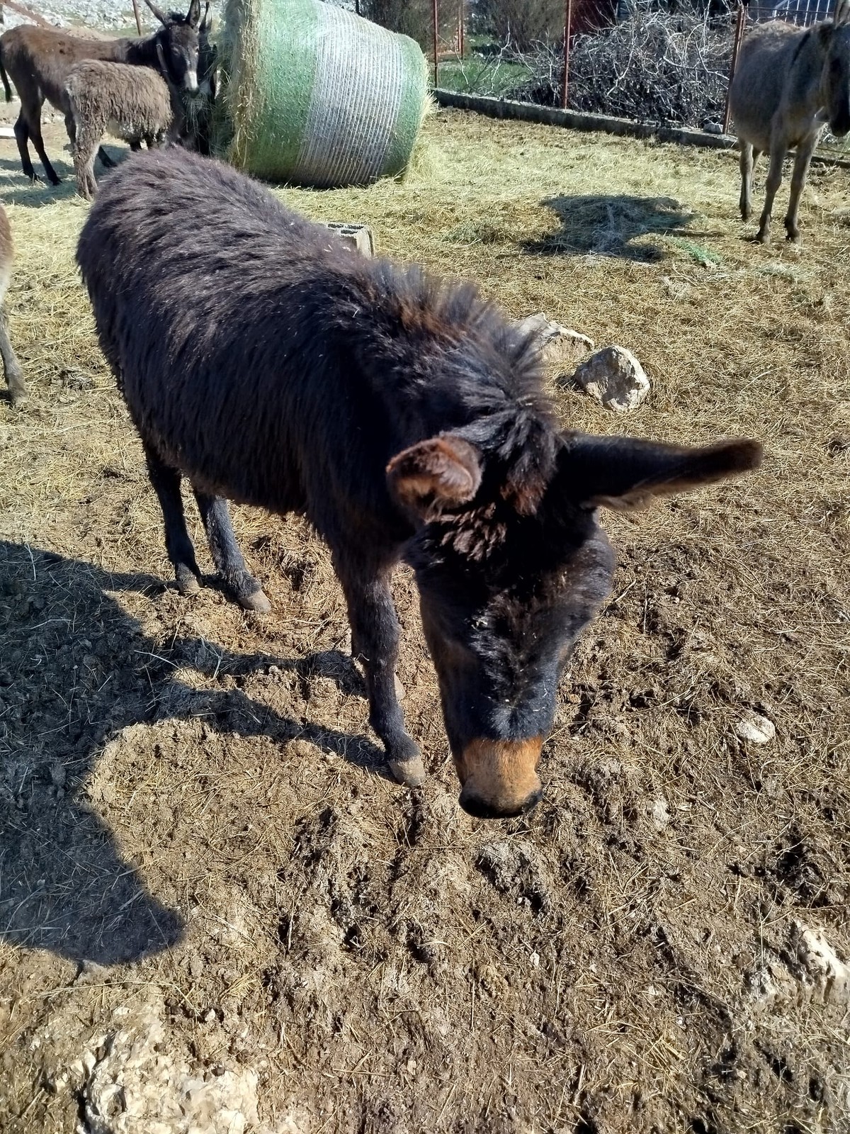 Hrvace čuvaju baštinu: Udruga primorsko-dinarskog magarca donirala deveto grlo lokalnom OPG-u