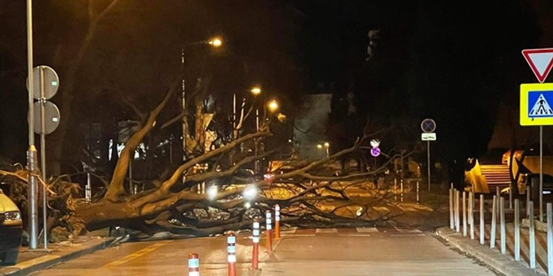 FOTO Stablo palo na cestu na Plokitama