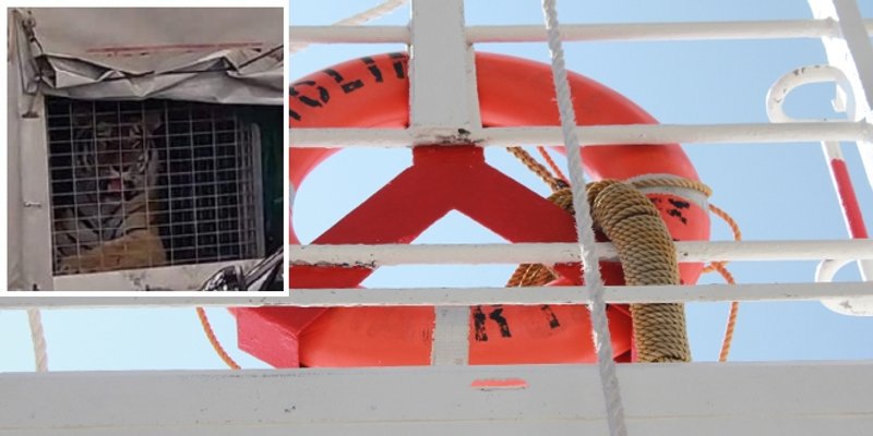 Evo što Jadrolinija kaže o tigru na trajektu