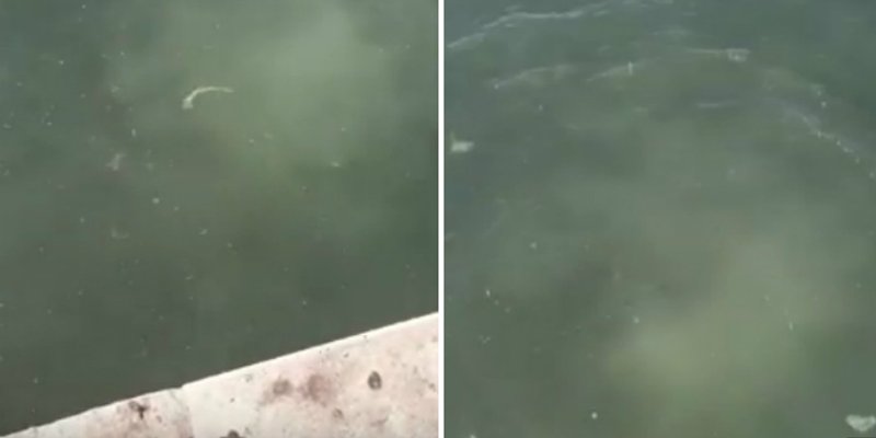 'SMRDLJIVI' VIDEO Splitska Riva kao nekad...