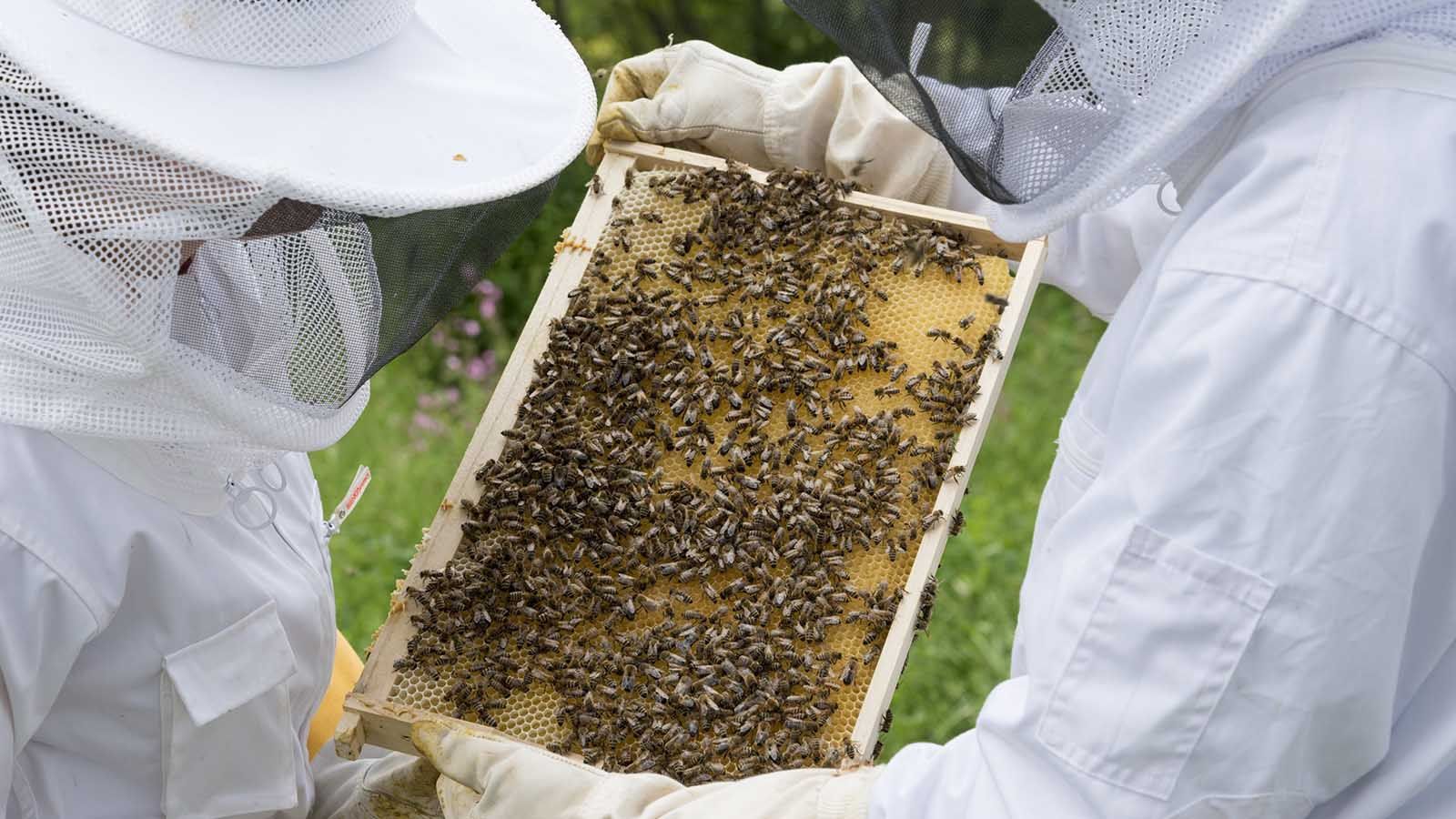 Povećani gubici pčelinjih zajednica, najavljena aktivnosti za suzbijanje bolesti u Zagvozdu