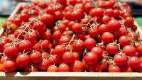 Salmonela otkrivena u cherry rajčicama koje su stigle u Hrvatsku: Još se ne zna gdje su završile