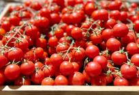 Salmonela otkrivena u cherry rajčicama koje su stigle u Hrvatsku: Još se ne zna gdje su završile