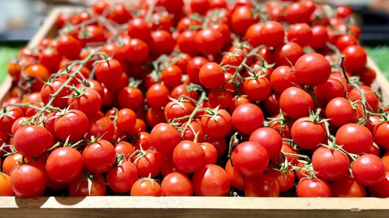 Salmonela otkrivena u cherry rajčicama koje su stigle u Hrvatsku: Još se ne zna gdje su završile