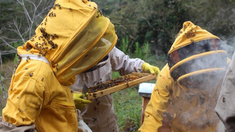 Počinje novi ciklus Male škole pčelarstva