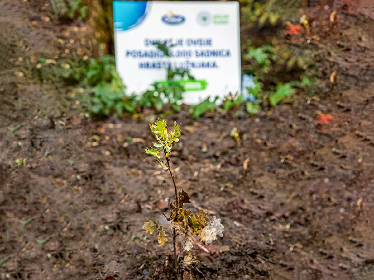 Najnoviji val Dukatovog projekta pošumljavanja - zahvaljujući dječjim crtežima  niče nova šuma od 11 tisuća sadnica 