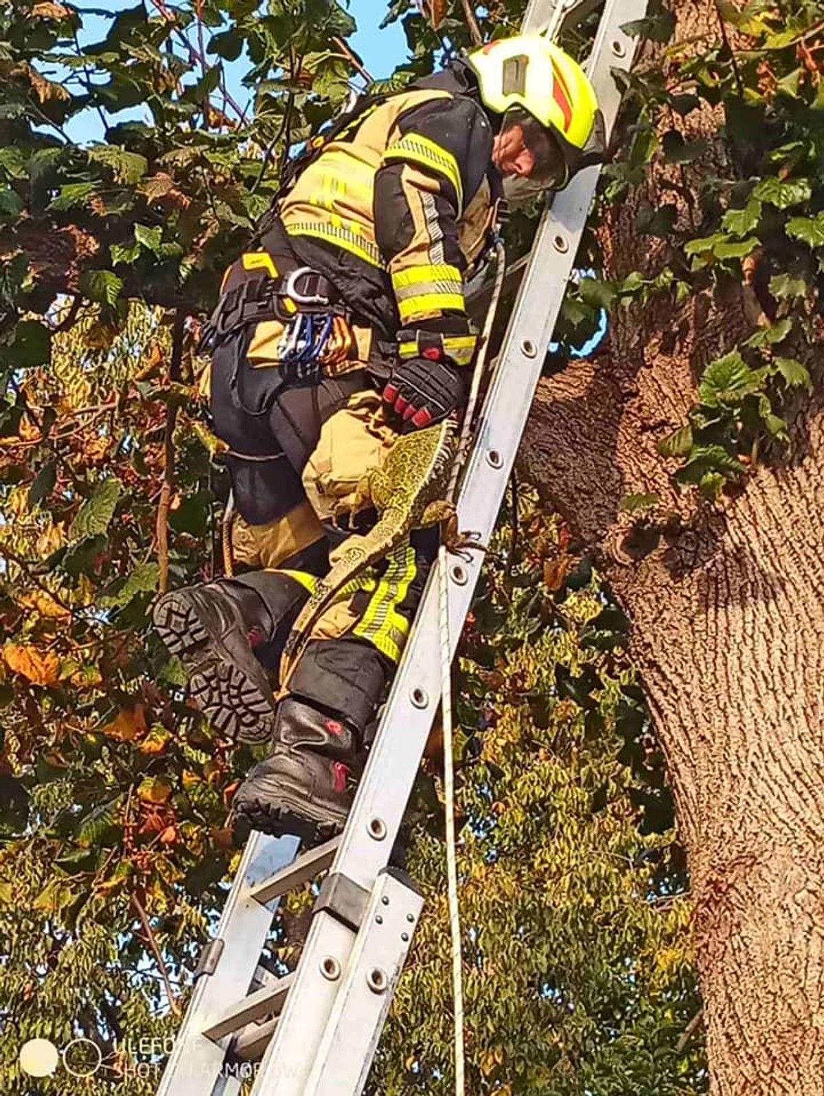 MAČKE VIŠE NISU IN: Vatrogasci sa stabla spašavali iguanu