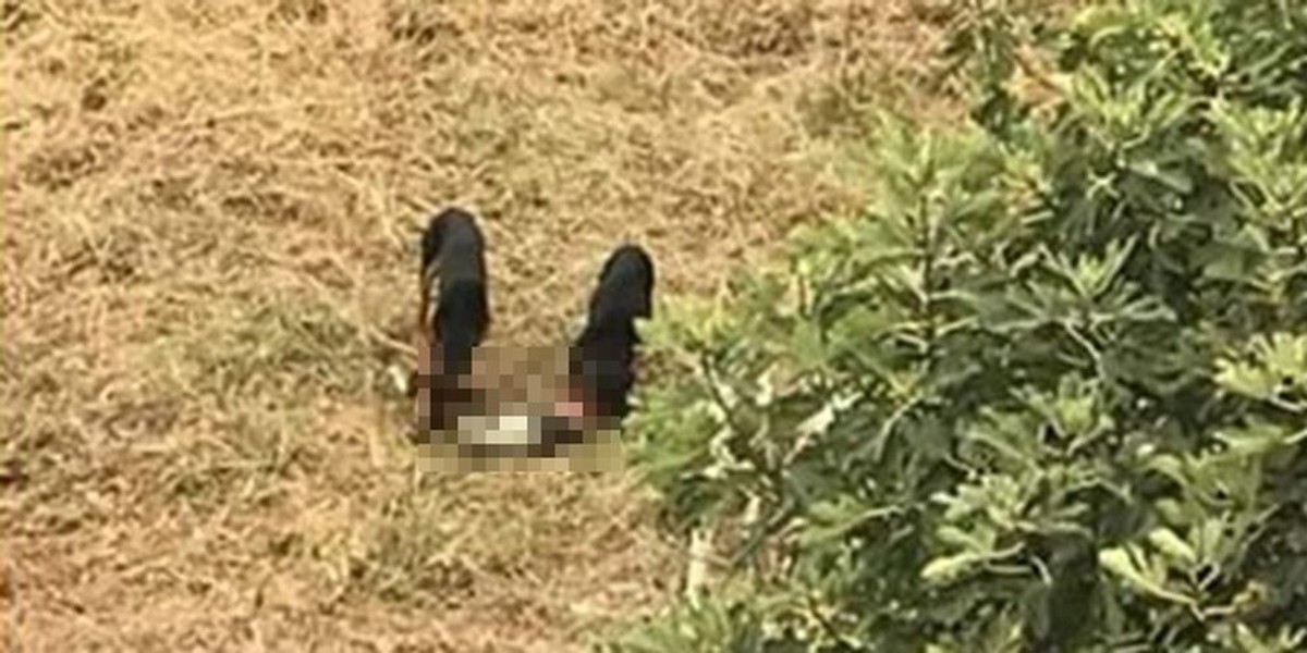 Psi na Pazdigradu ubili i pojeli mačku: 'Teroriziraju nas mjesecima'