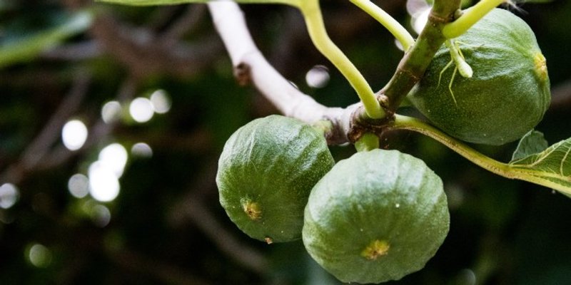 RECEPT ZA KOLAČ OD SMOKAVA Isprobajte!