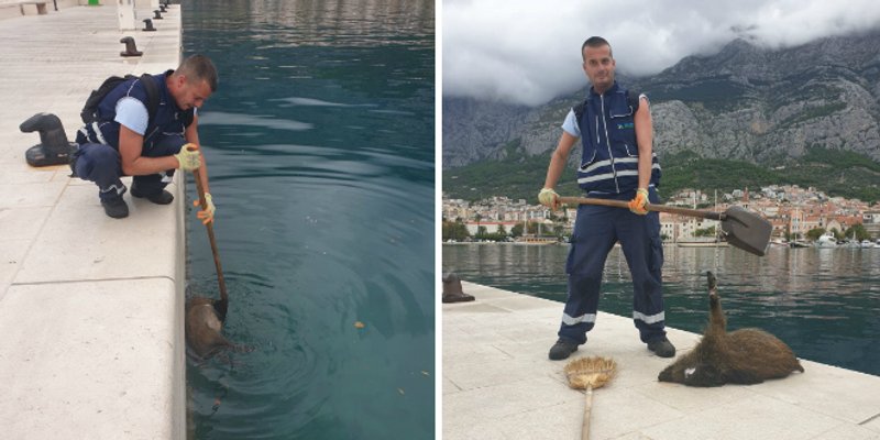 I MAKARSKA SVOGA ŠPIRA IMA Iz mora na lukobranu izvukao - vepra!