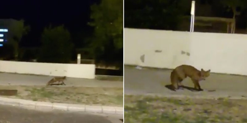 NEVJEROJATAN VIDEO Lisica snimljena kraj bolnice Križine!