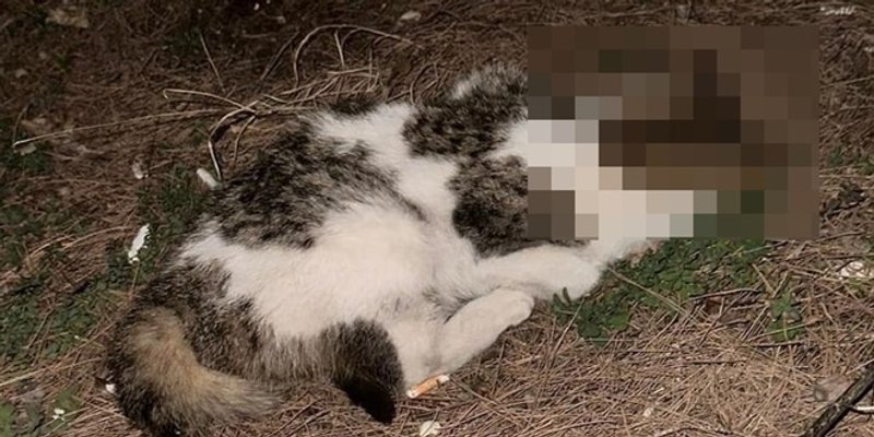 JEZIVO NASILJE Imotski maturant zlostavljao pa ubio mačića pred školom