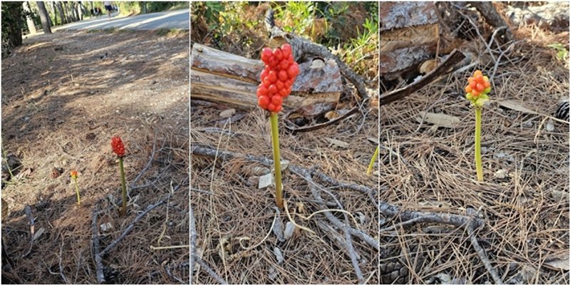 BUDITE OPREZNI Iznimno otrovna biljka uz cestu na Marjanu
