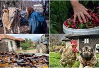 RuralFoto: Pet savjeta za ruralnu fotografiju koja priča priču