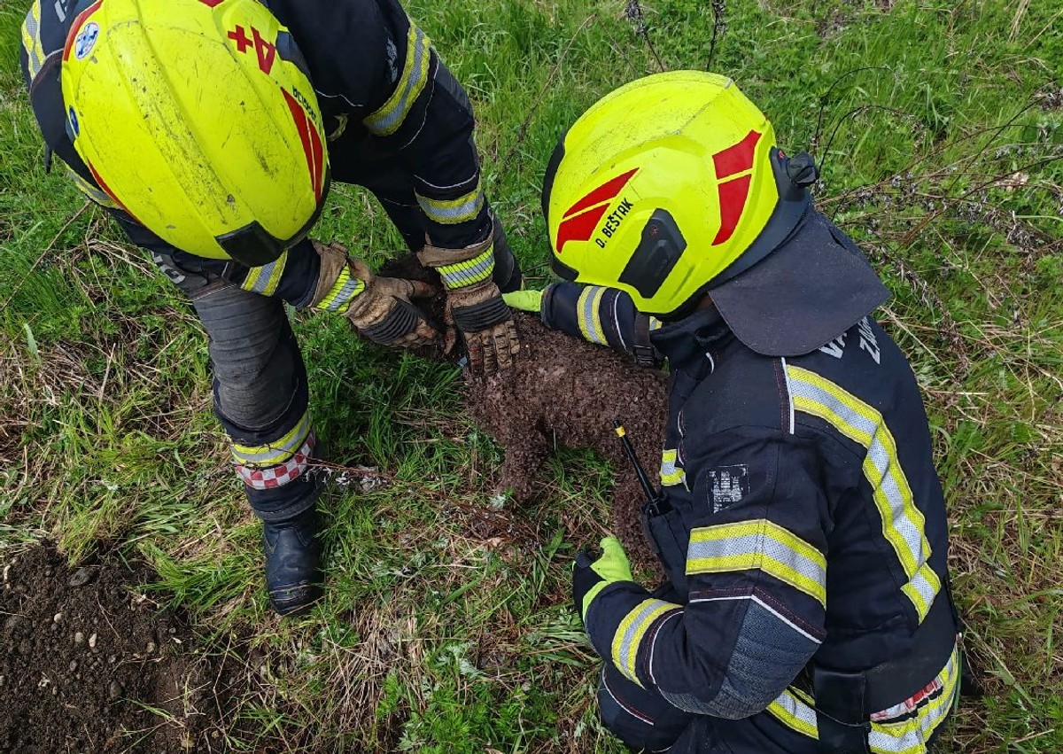I JUDE I ZVIRI: Uz sve 'ludilo' nakon nevremena, zagrebački vatrogasci spašavali i psa