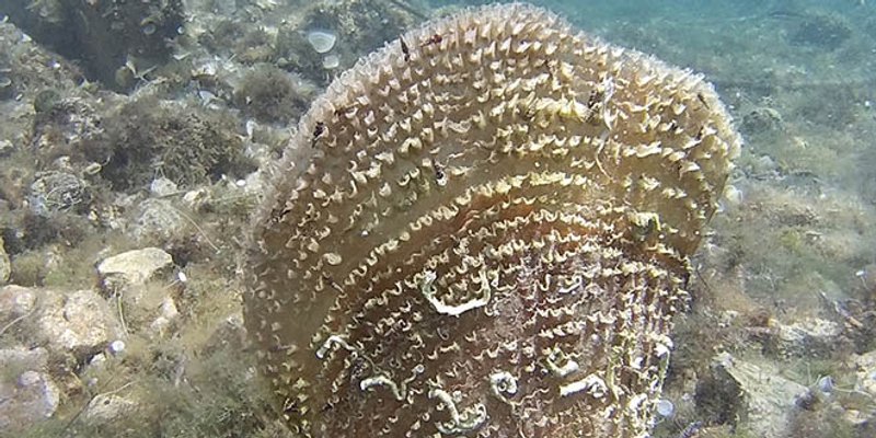 MEDITERANSKI DAN OBALE Ove godine u znaku je periske