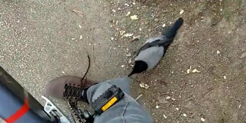 VIDEO Splićanin mislio da ga pas čupka po cipeli, a kad je spustio pogled dobro se iznenadio