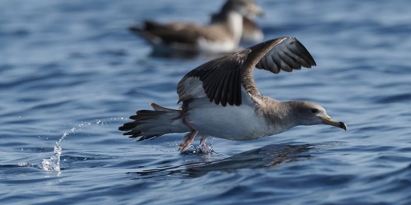 Hrvatska dobila prva morska područja važna za očuvanje ptica