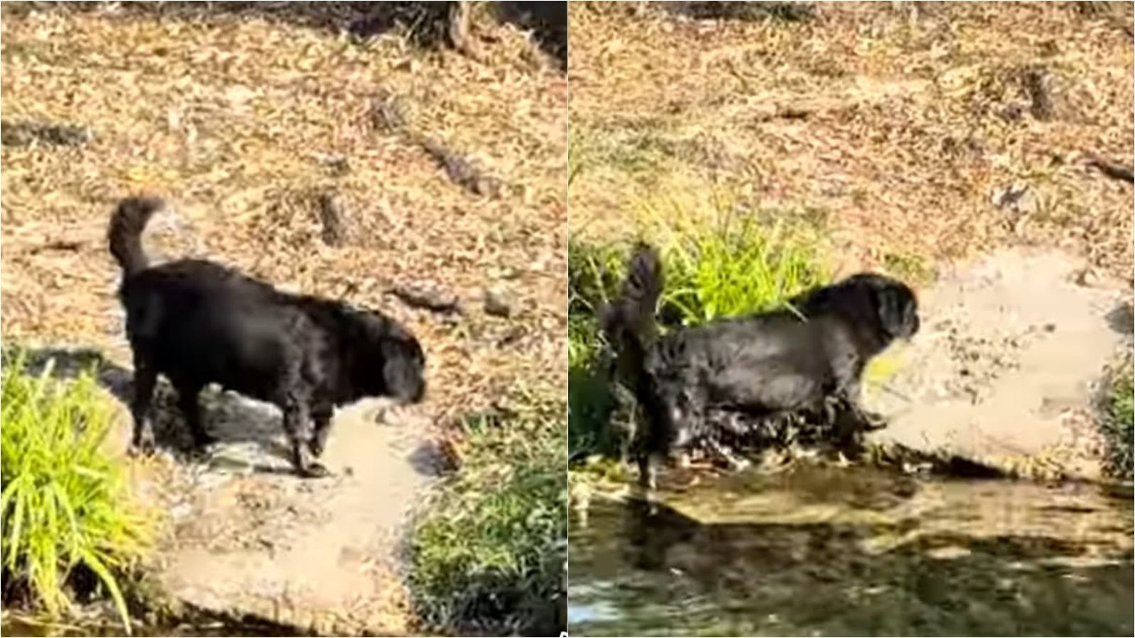 VIDEO Pasja vrućina i osvježenje u rijeci Jadro