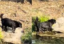 VIDEO Pasja vrućina i osvježenje u rijeci Jadro