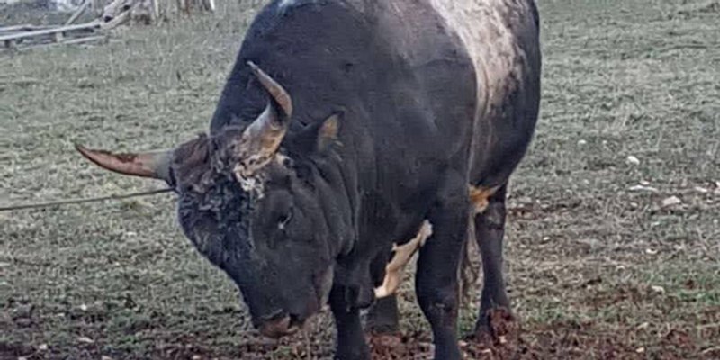 BORBE BIKOVA I U DOBA KORONE? Policija zatekla veću grupu ljudi u Dicmu i dva bika, utvrđuju o čemu se radi