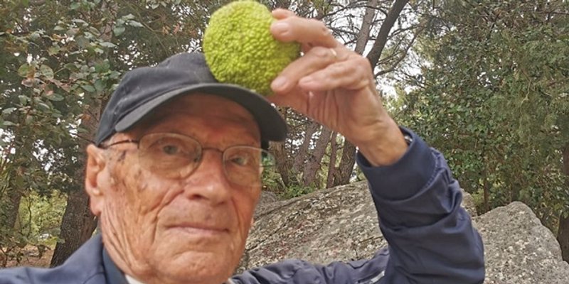 DR KALILIĆ UPOZORAVA 'Tvrdi i teški plodovi egzotične maklure na Turskoj kuli mogu biti opasni za posjetitelje, posebno djecu'