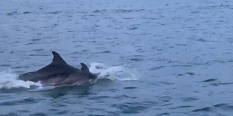 VIDEO 'Čovik dupin' ponovno u društvu 30 morskih sisavaca