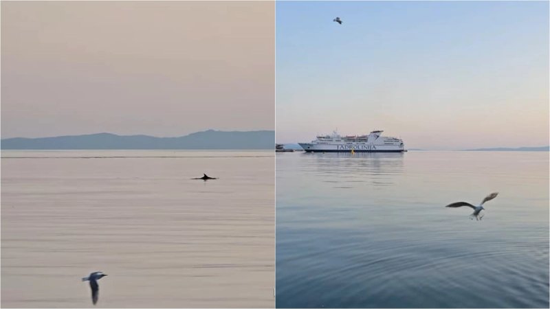 VIDEO Dupin zaplivao u Gradskoj luci