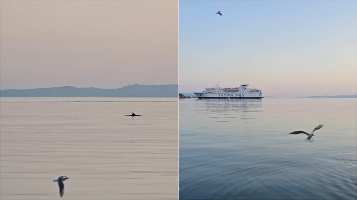 VIDEO Dupin zaplivao u Gradskoj luci