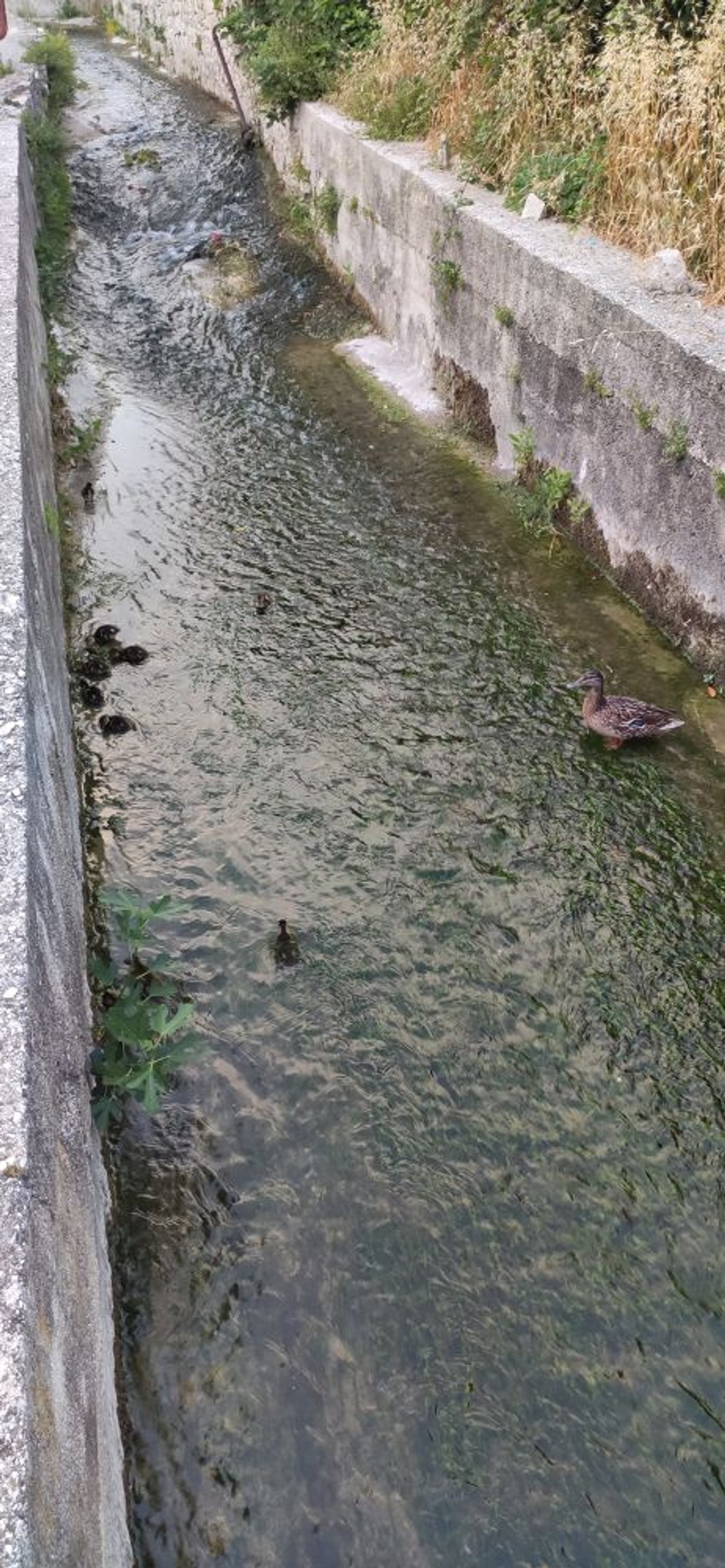 Patke | foto: Joško Jaković