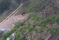 FOTO Divlje svinje uočene u Kaštelima!