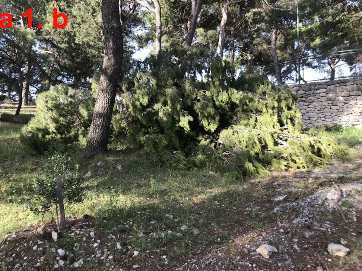 DR. SMODLAKA: Na Marjanu se nije ništa promijenilo samo se sada zatiranje zdravih borova odvija na puno podmukliji način