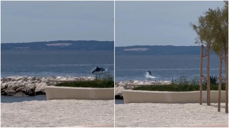 VIDEO Dupini snimljeni na Žnjanu, oduševili prolaznike