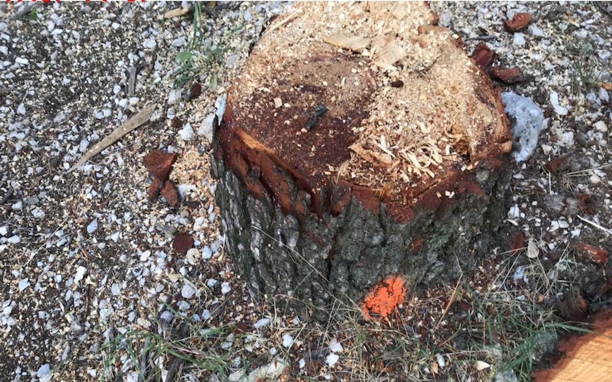 DR. SMODLAKA: Na Marjanu se nije ništa promijenilo samo se sada zatiranje zdravih borova odvija na puno podmukliji način