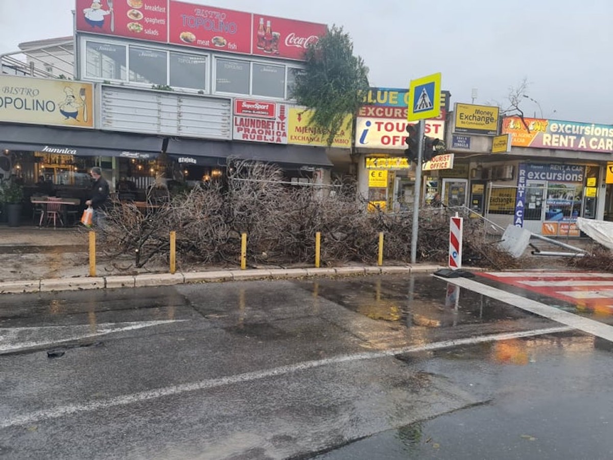 Jugo srušilo stablo