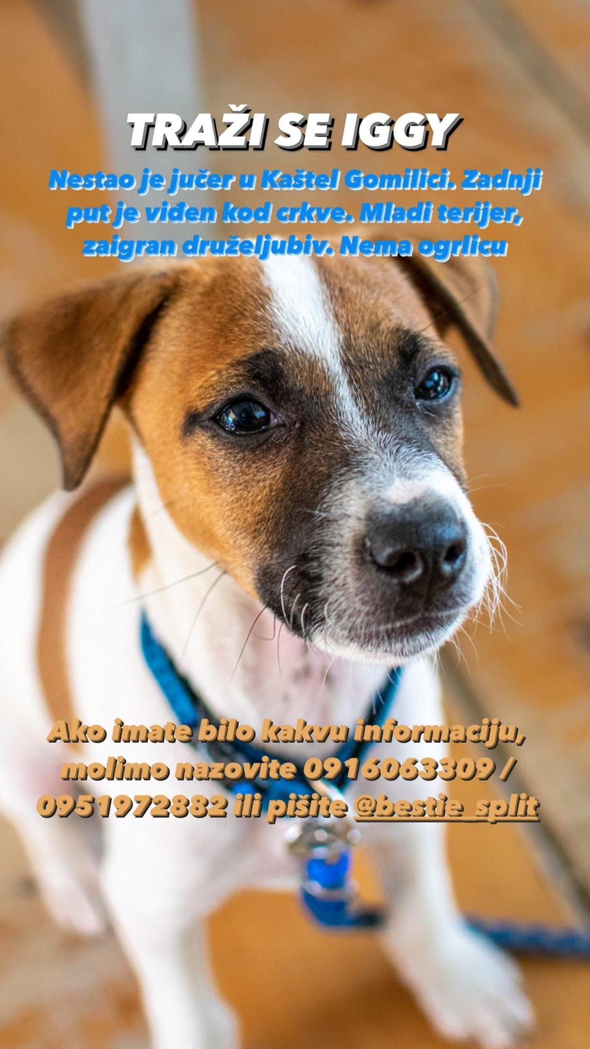 JESTE LI GA VIDJELI? U Kaštelima nestao pas Iggy