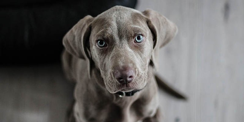 Psi i ljudi stare na jednak način, postajemo savjesniji i smireniji